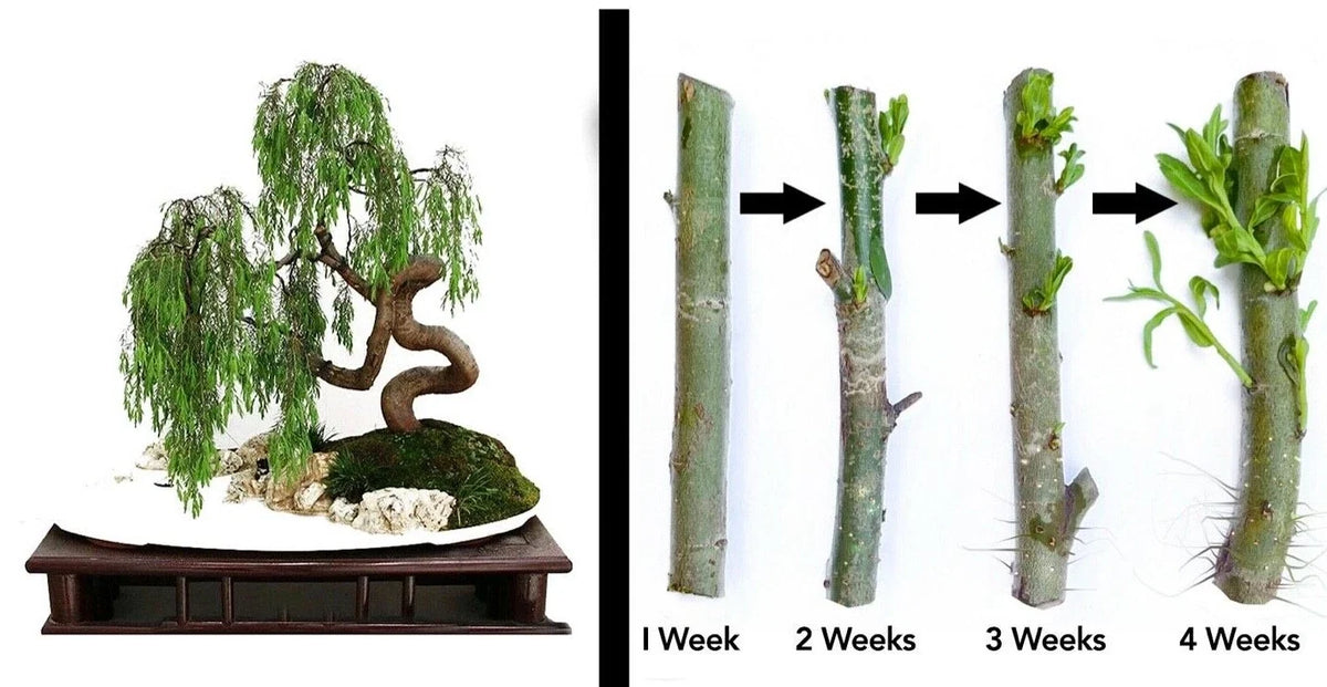 Dragon Bonsai Cutting Starts - Weeping Willow Tree, Thick Trunk, Dwarf Variety - Ideal for Indoor Gardening