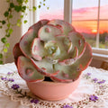 Echeveria Heart Moon Variegata Bare Root | Variegated Succulent