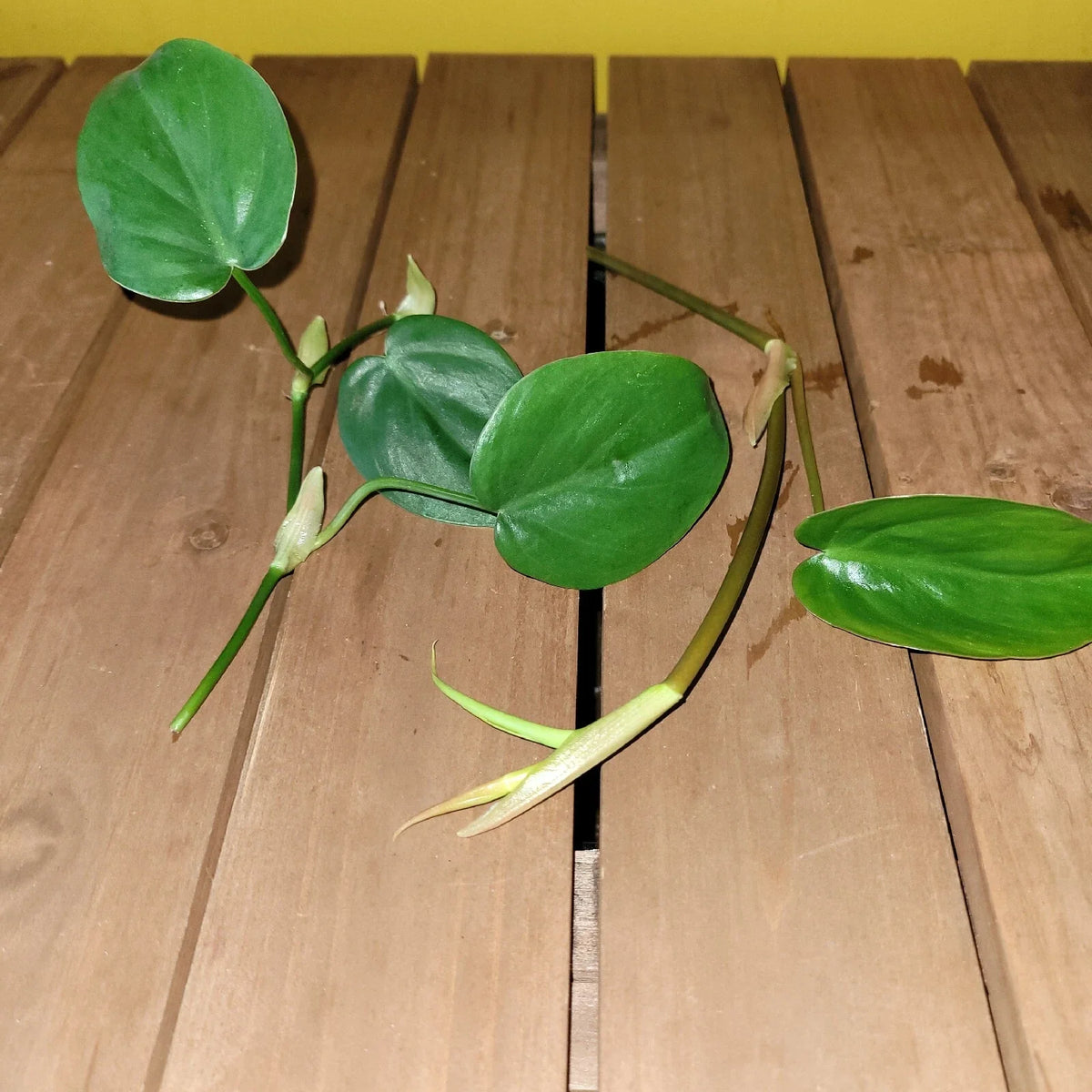 Philodendron Cordatum Heartleaf Rooted Cutting – Live Indoor Houseplant