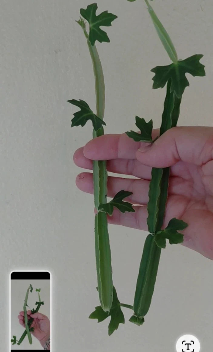 Cissus quadrangularis Unrooted Cuttings (2) – Rare Exotic Succulent Vine, Veldt Grape Starter