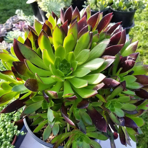 Aeonium Cutting | Low Mounding | Purple Foliage | Easy to Grow | Prolific Rosette | Aeonium 'Merlot'