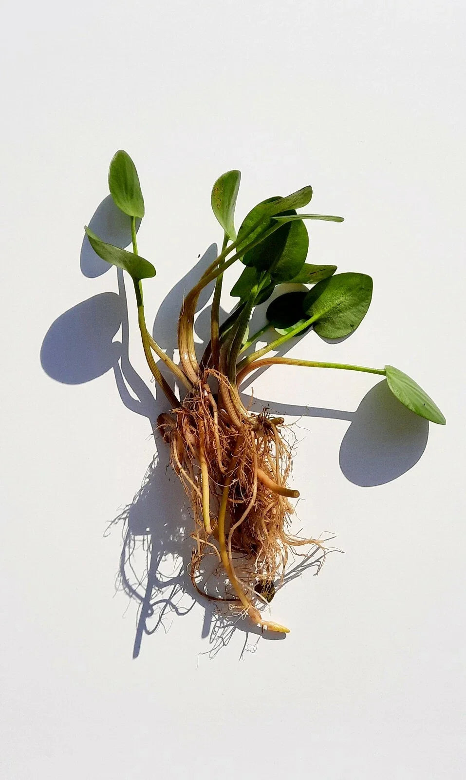 Live Frogbit Limnobium laevigatum – Bareroot Floating/Marginal Aquatic Plant