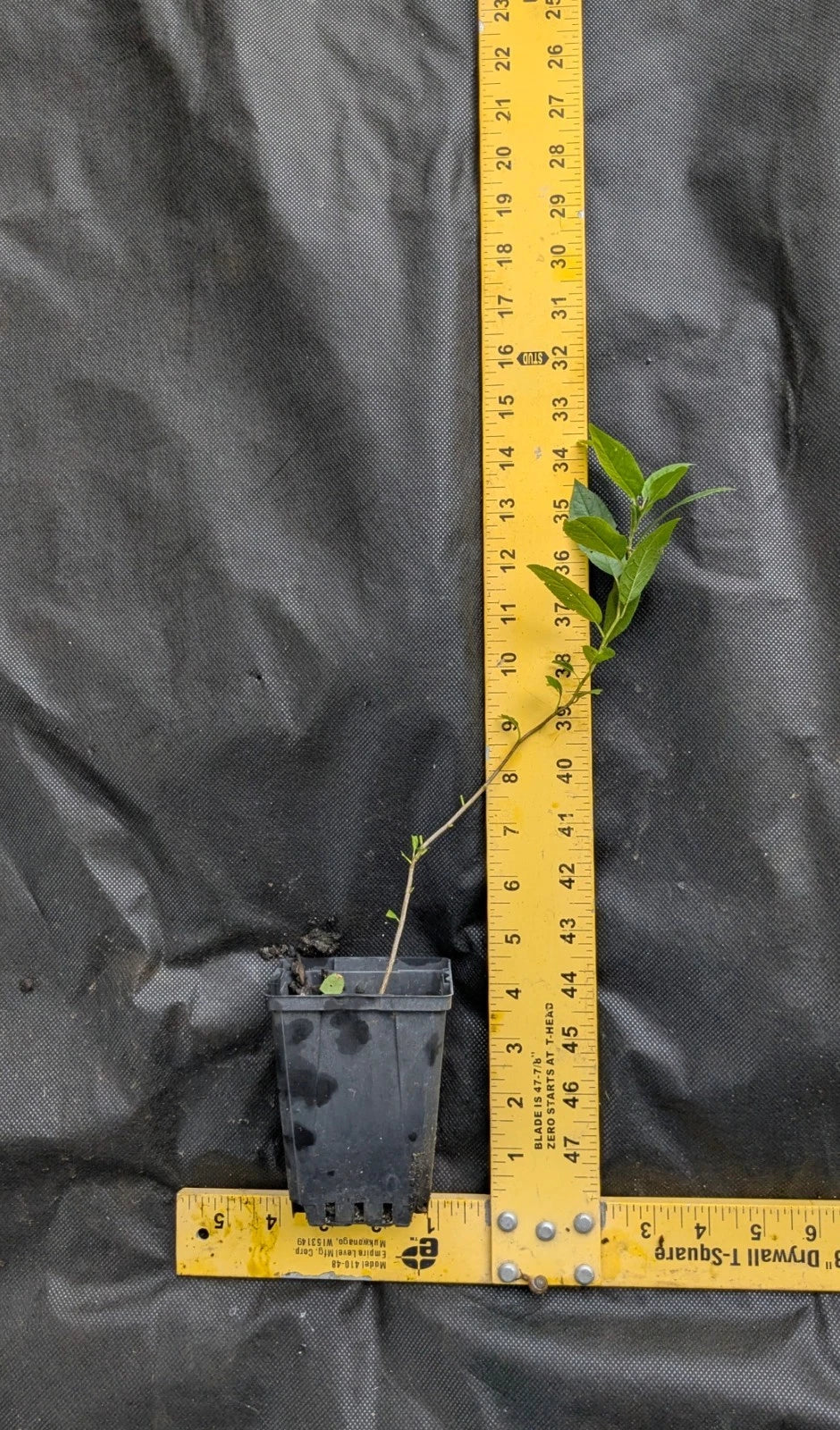 Beach Plum Tree (Prunus maritima) - 1 ft Live Plant, Deer Resistant, Native Edible Fruit