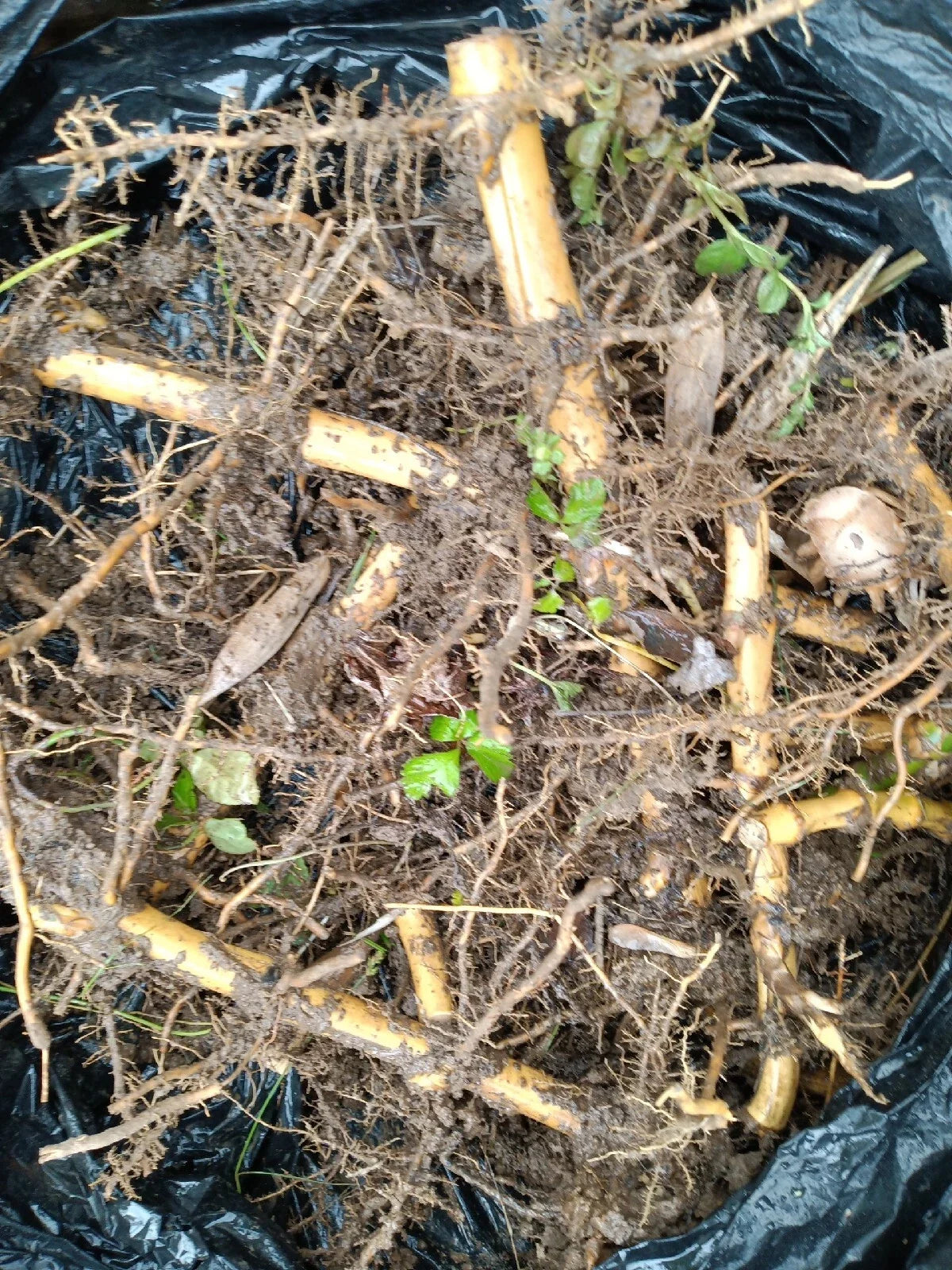Mosso Bamboo (Phyllostachys edulis) Root Plants – 2 Cold-Hardy Clumping Bamboo for Privacy Screen