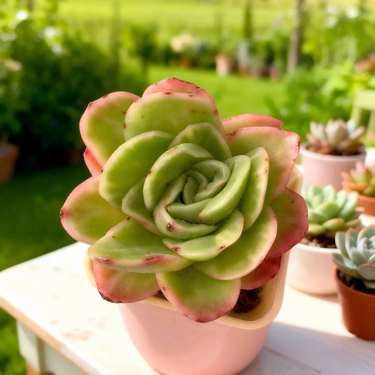 Echeveria Ice Rose Variegated | 3–3.5" Bare Root - Rare Succulent