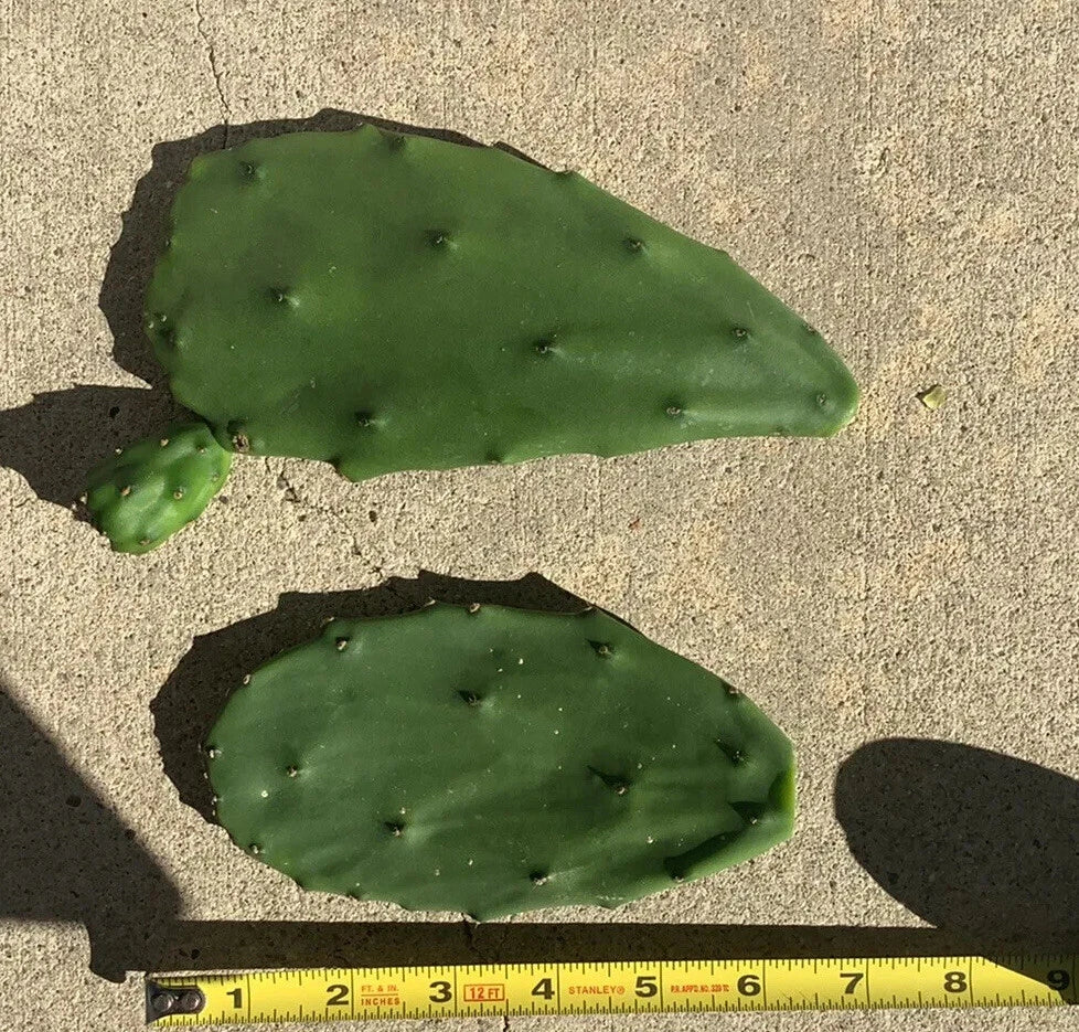 Opuntia Ficus-Indica Cactus Pads – 4 Fresh Prickly Pear Nopales (Spineless) for Cooking or Planting