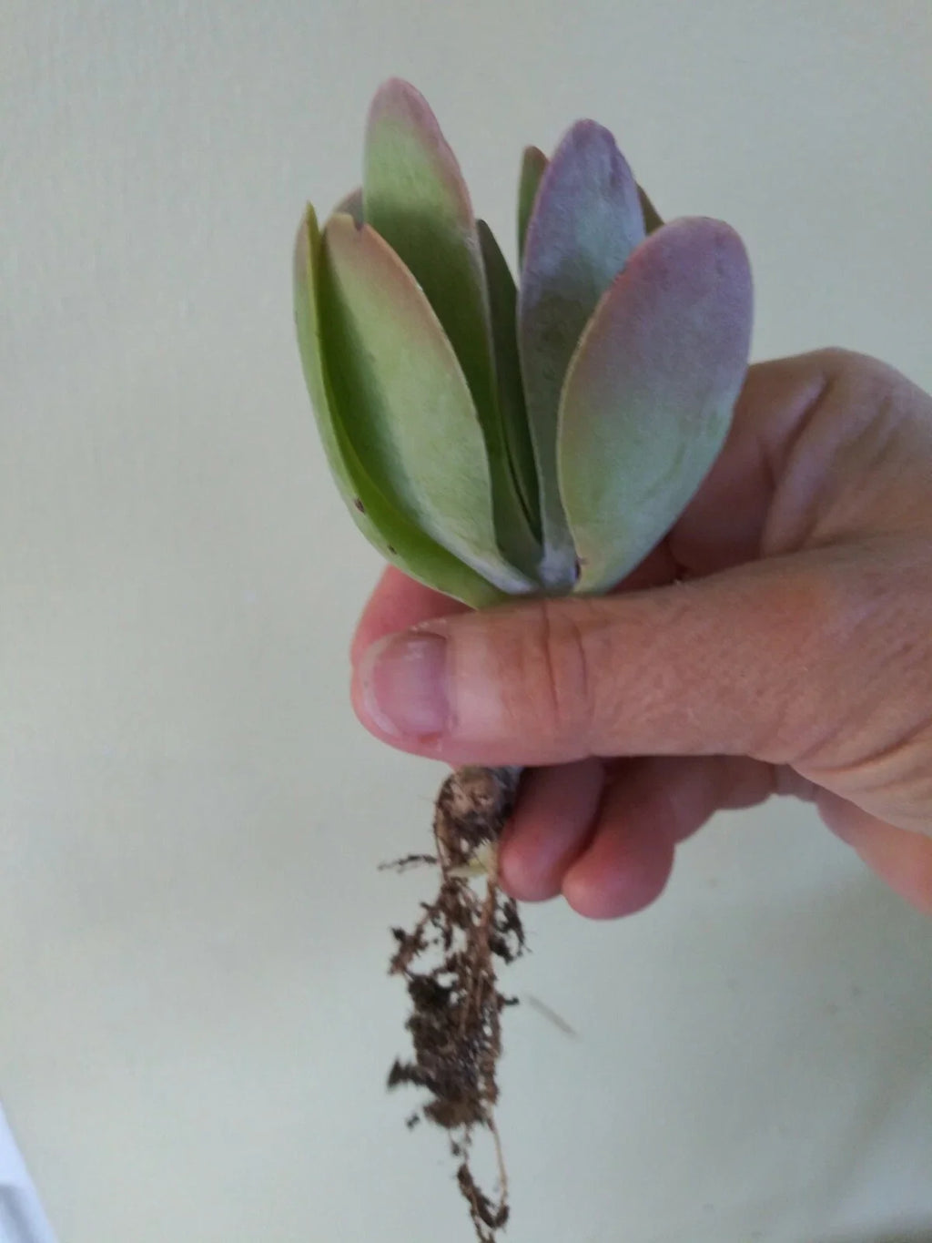 Flapjack Kalanchoe Live Bareroot Starter Plant | Paddle Plant Kalanchoe thyrsiflora