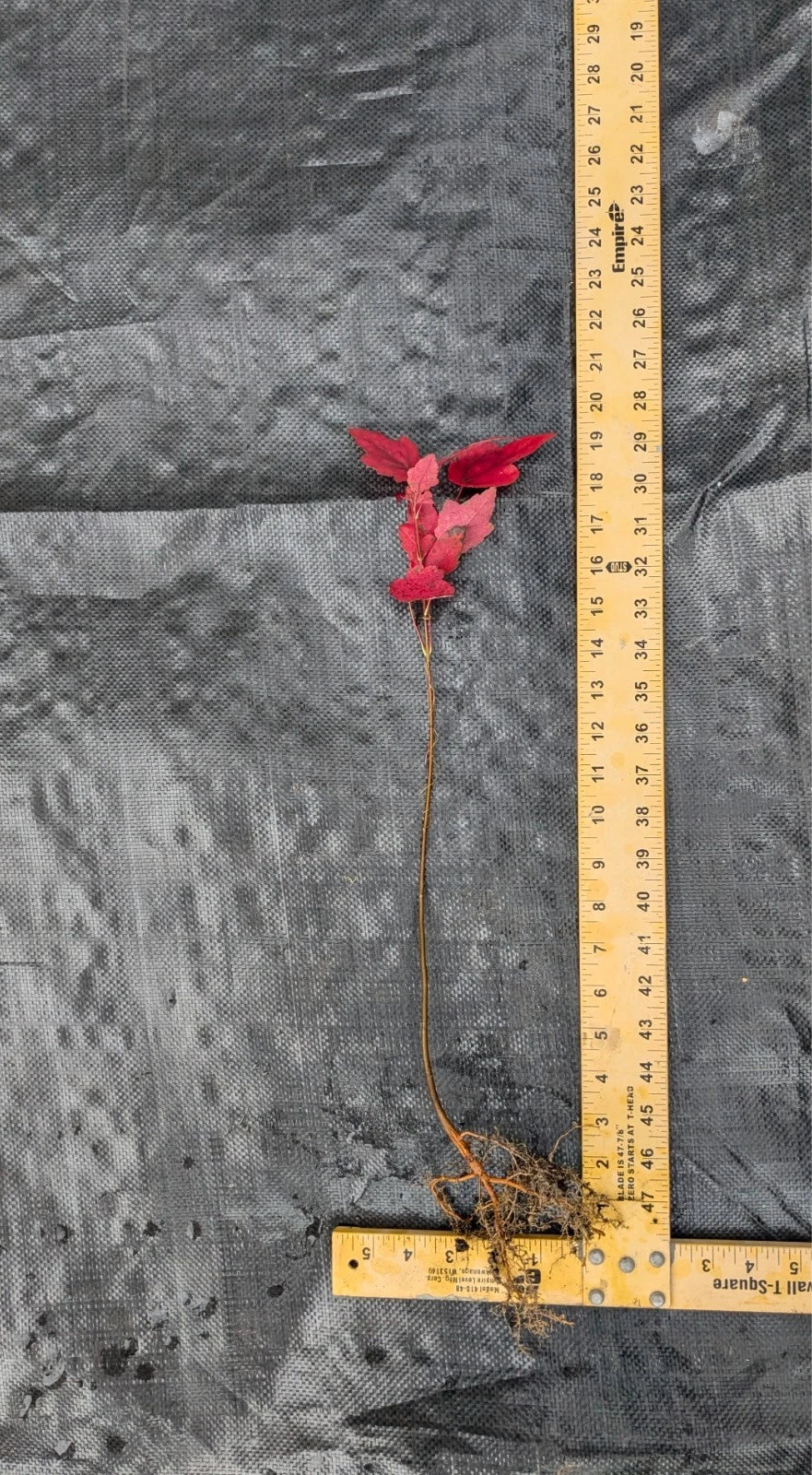Red Maple Tree (Acer rubrum) Bare Root 1–2 ft Tall | Fast-Growing Native Shade Tree