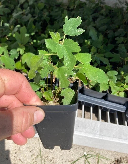 Beer’s Black Dwarf Fig Tree – Ficus carica | Bare Root Starter, Self-Fertile, Dwarf Patio Fig