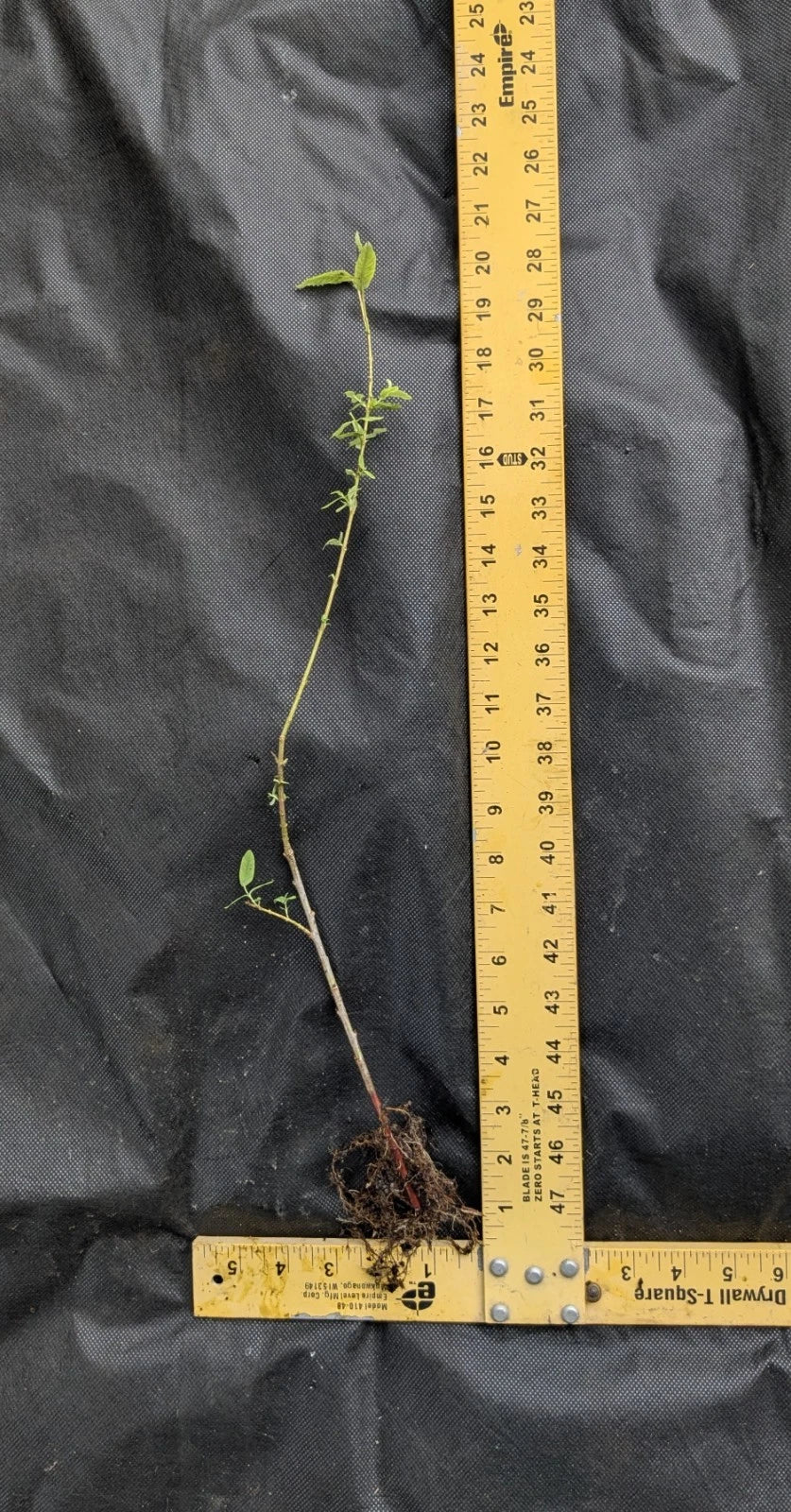 Dappled Willow Tree Salix integra Hakuro Nishiki Bare Root 1–2 ft