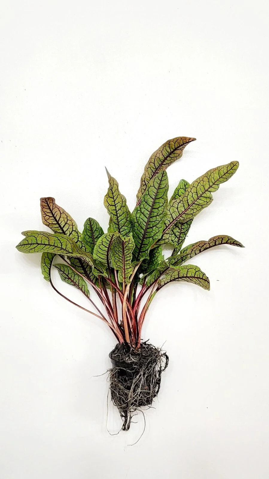 Bloody Dock Bare Root (Rumex sanguineus) - Red-Veined Sorrel, Cold Hardy Perennial for Aquatic Marginal Gardens