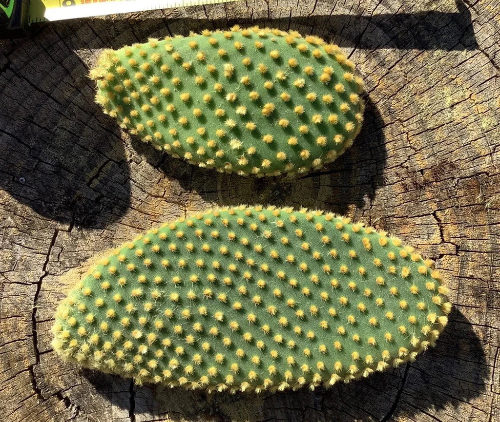 Bunny Ears Cactus Cuttings - Opuntia Microdasys, 7 Unrooted Pads