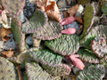 Large Cold Weather Prickly Pear Cactus Pads - Opuntia spp. - 6 to 10 Inches - Drought-Tolerant Succulent Plant