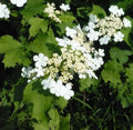 Viburnum opulus Bare Root Starter Plant | Guelder Rose European Cranberrybush