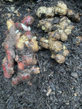 Indonesian Ginger Roots Set - Red & Black Ginger for Planting (3 Roots Each) Zingiber officinale