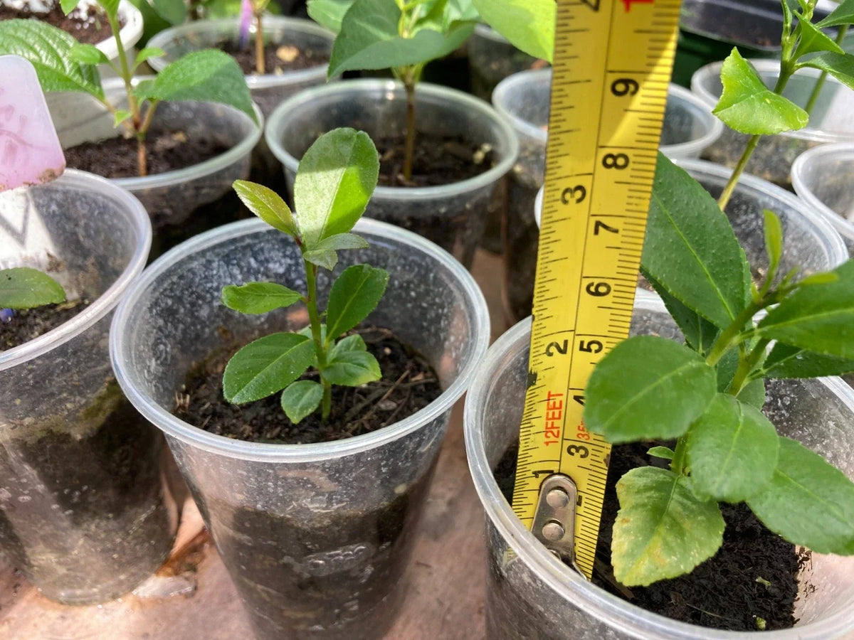 Lemon Tree Seedling 2-3" Bare Root (Citrus limon) – Live Fruit Tree Starter
