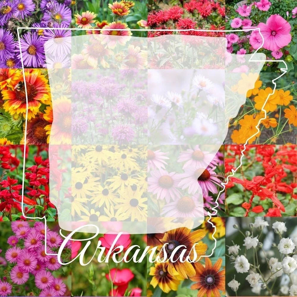 Bulk Wildflower Seed Mix 1/4LB - Arkansas Variety for Colorful Blooms - Covers 2,000 sq ft