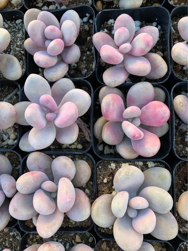 Pink Moonstone Pachyphytum oviferum Bare Root Succulent | Rare Moonstone Plant