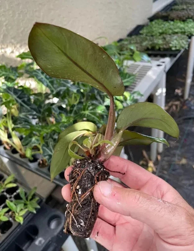 Philodendron Black Cardinal (Philodendron erubescens) Live Plant • Bareroot 3-5" Tall