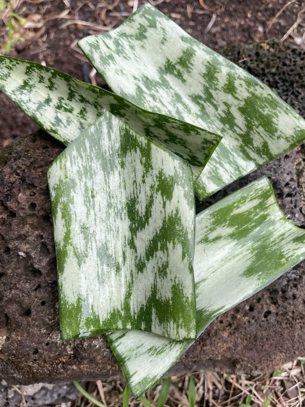 Sansevieria Snake Plant Starter Leaf Cuttings 9 (4–6") Unrooted Hawaii-Grown Organic