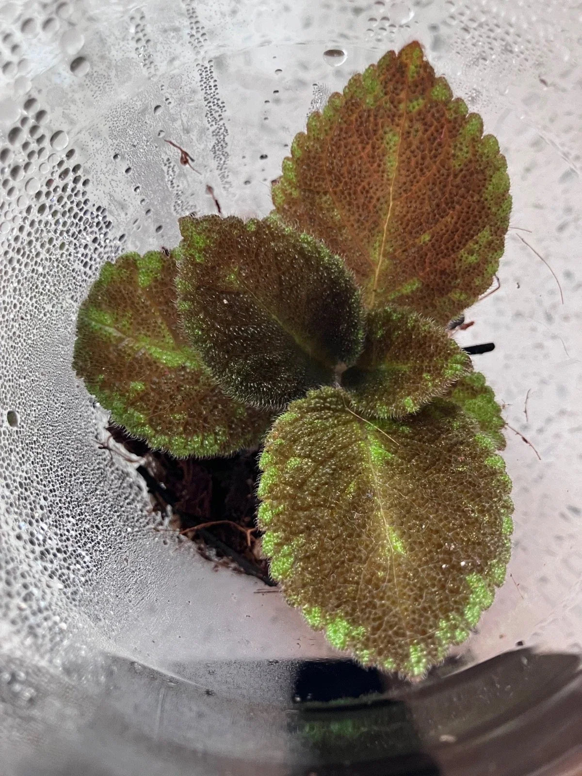 Episcia Emerald Velvet Flame Violet (Episcia cupreata) – Starter Plant