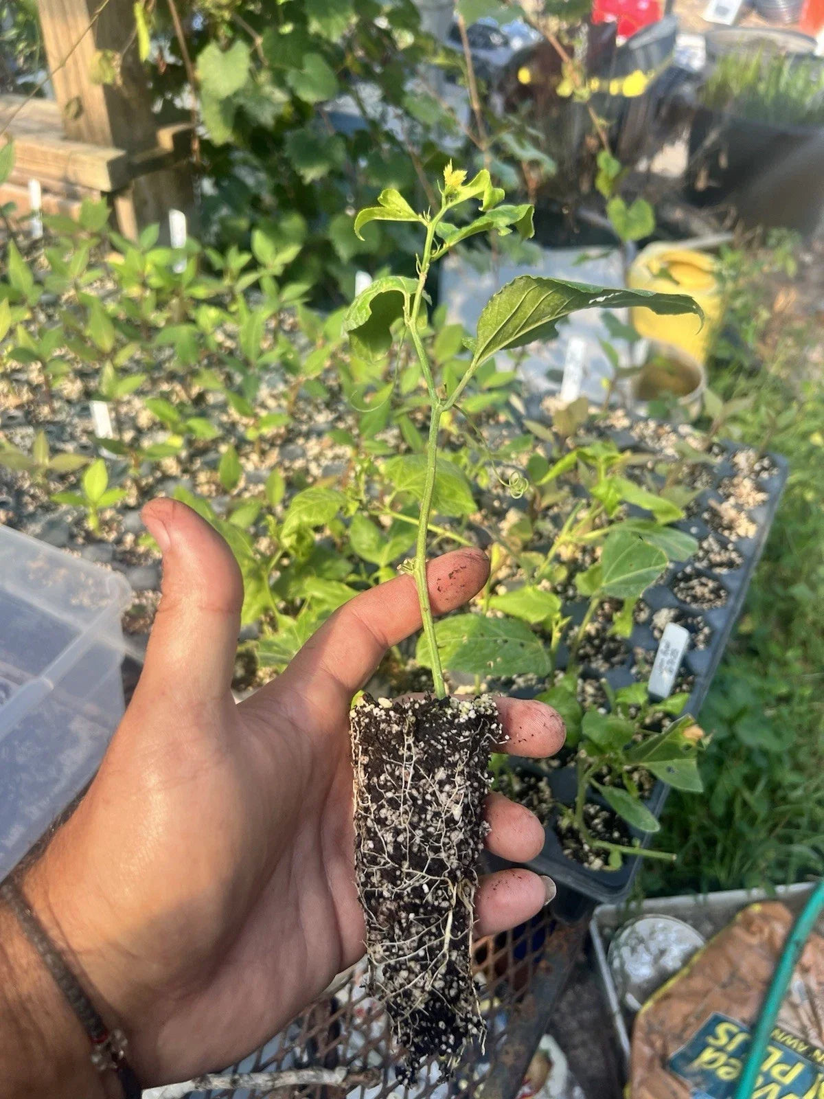 Purple Possum Passion Fruit (Passiflora edulis) Bare-Root Starter Plant