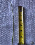 Jack The Bush Chromolaena odorata - 15 Fresh Unrooted Cuttings, 5-Inch Stems
