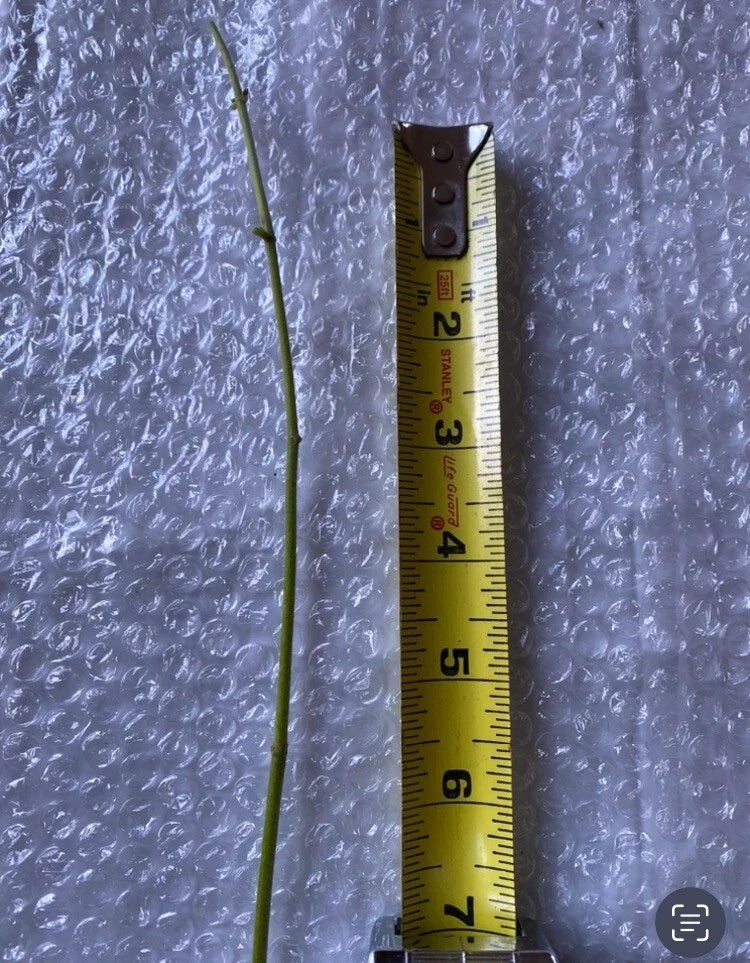 Jack The Bush Chromolaena odorata - 15 Fresh Unrooted Cuttings, 5-Inch Stems