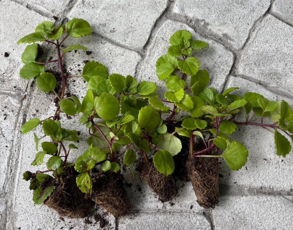 4 Live Bare Root Swedish Ivy Plants (Plectranthus verticillatus) - Creeping Charlie, Indoor Ground Cover