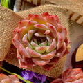 Echeveria Little Beauty - Bare Root Starter Succulent Plant