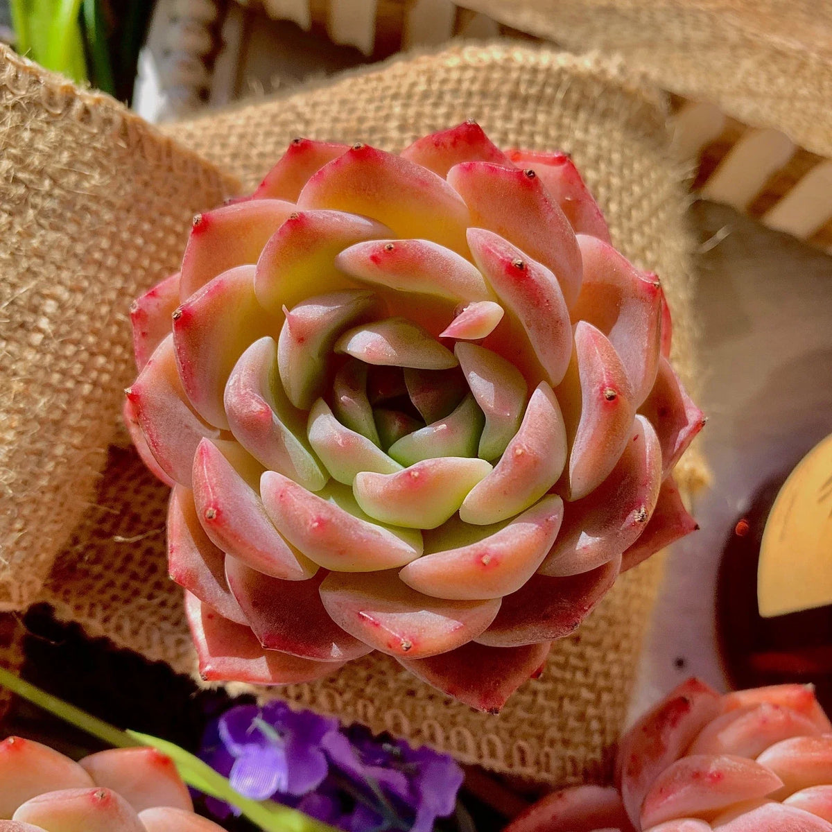 Echeveria Little Beauty - Bare Root Starter Succulent Plant