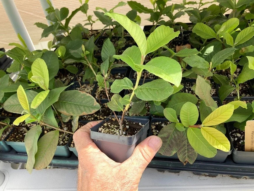 Peruvian White Guava Tree – Psidium guajava Bare Root Starter Plant