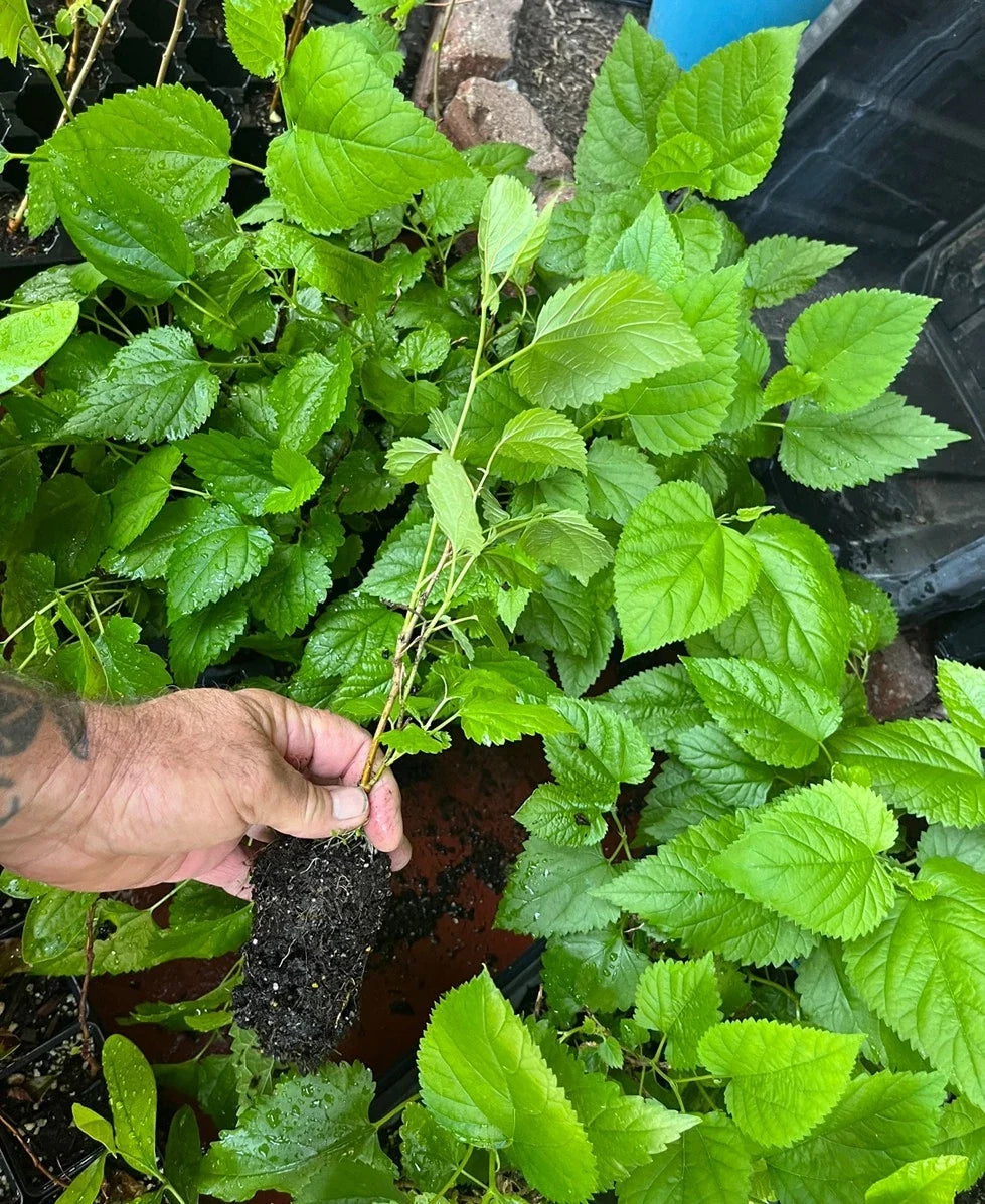 Red Mulberry Tree Morus rubra Bare Root Live Tree - Native, Full-Size, Dormant
