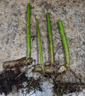 Tithonia diversifolia Cuttings (Mexican Sunflower) – 2 Live Rooted Cuttings