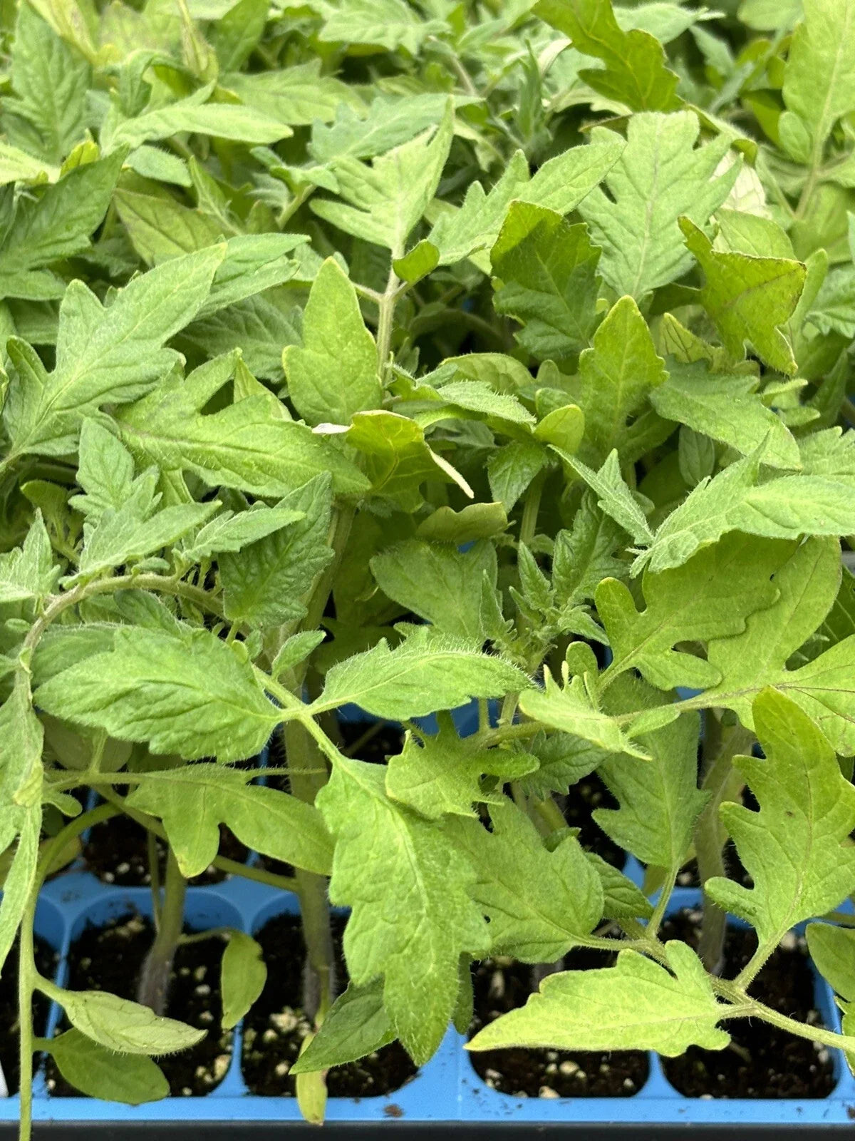 Goliath Tomato Live Plants (2) | Solanum lycopersicum | 6–10" Large Red Slicer