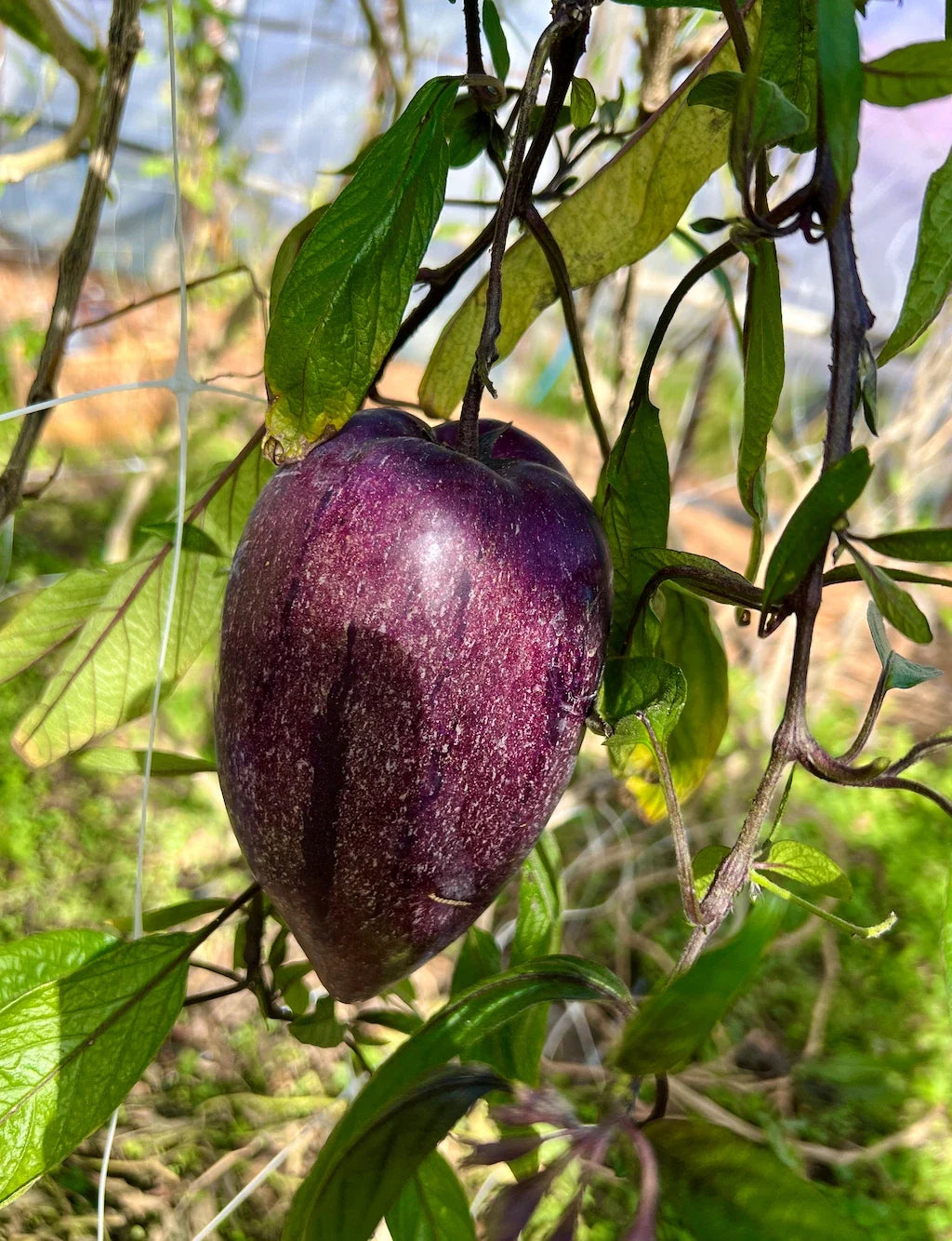 Pepino Melon Deep Purple Cutting - 6 Unrooted Pepino Muricatum Cuttings (Solanum muricatum)
