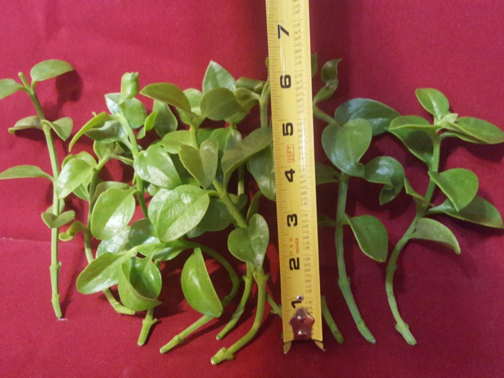 Aptenia cordifolia ‘Red Apple’ Unrooted Cuttings 24-pack – Sun Rose Groundcover