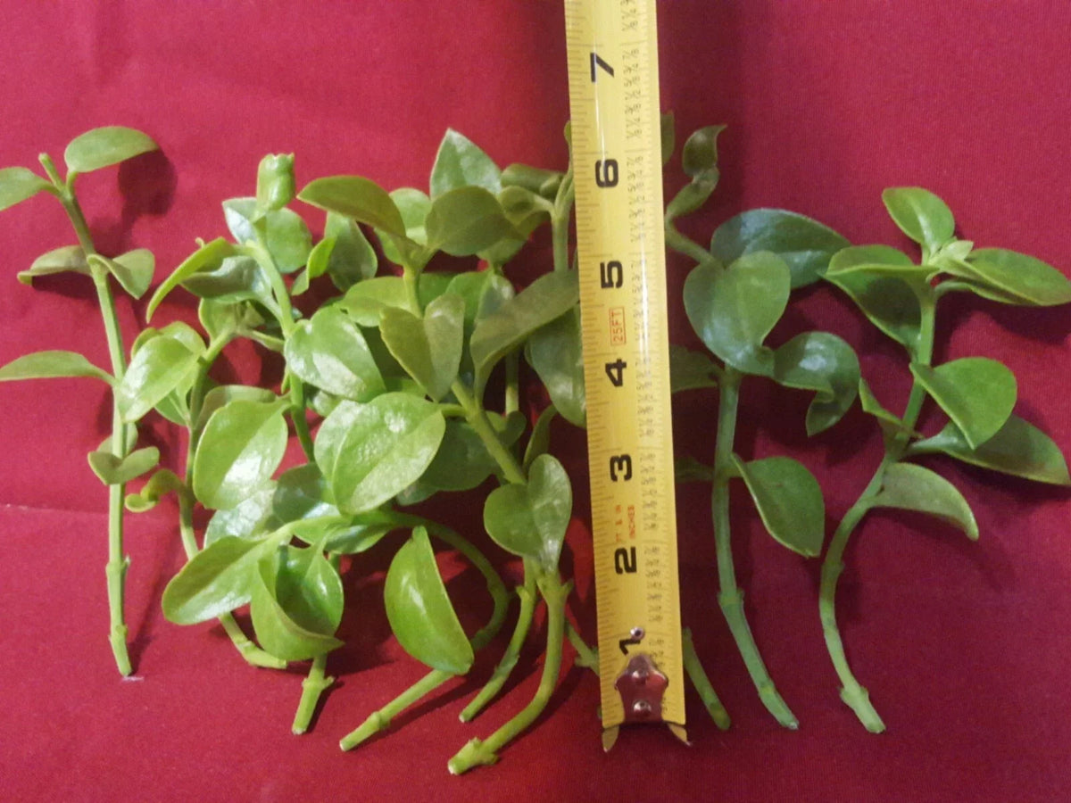 Aptenia cordifolia ‘Red Apple’ Unrooted Cuttings 24-pack – Sun Rose Groundcover