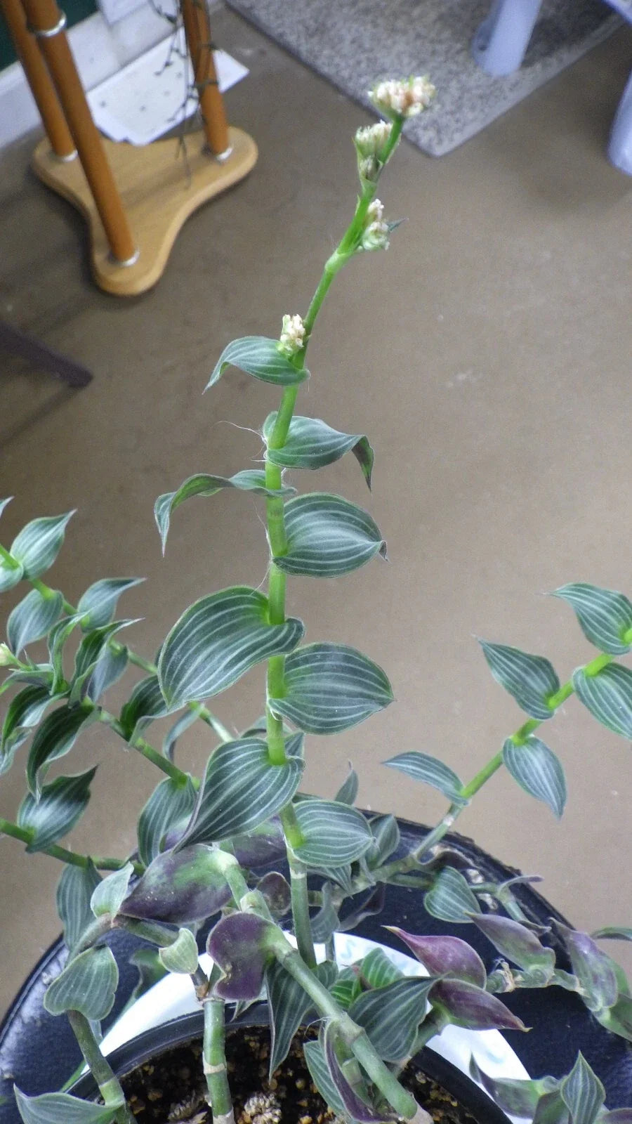 Wandering Jew Cuttings - C. Gentlei Elegans "Puppy Ears" - House Plant Clippings for Propagation and Indoor Gardening