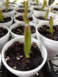 4 Rooted Dragon Fruit Seedlings, Red & Yellow Mix, Hylocereus undatus, Bare Roots, 3"-5" Tall, 2-Year-Old Plants
