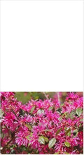 Loropetalum Plum Delight Shrub 3" - Flowering Live Plant (Loropetalum chinense) - Purple Foliage, Low Maintenance