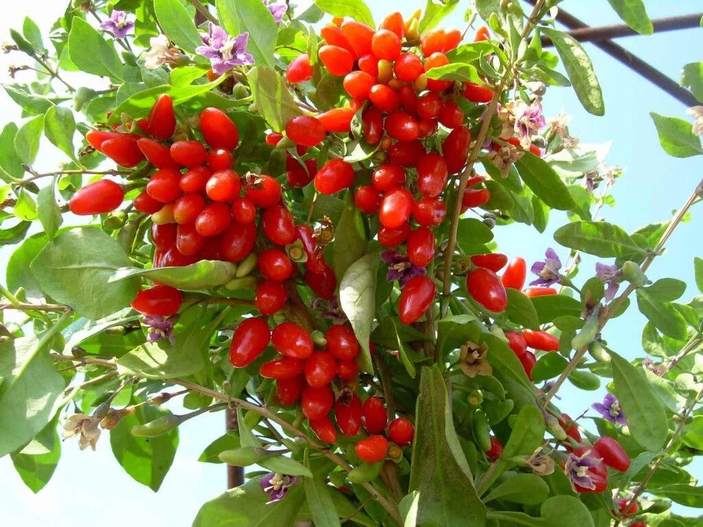 Goji Berry Cuttings - 5 Fresh Cuttings - Extra Fertile ANNY Variety - Perfect for Rooting - Lycium barbarum
