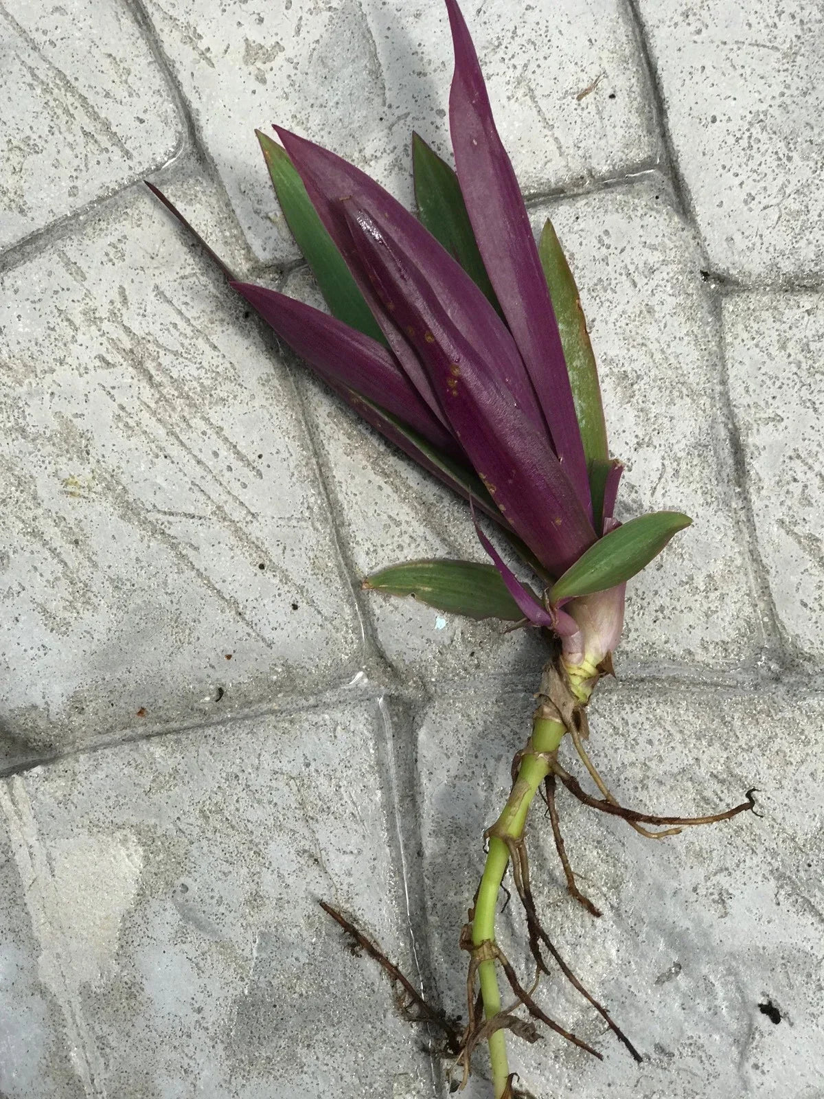 Dwarf Oyster Plant (Tradescantia spathacea) Bare Root | 6 Live Plants – Moses in the Basket