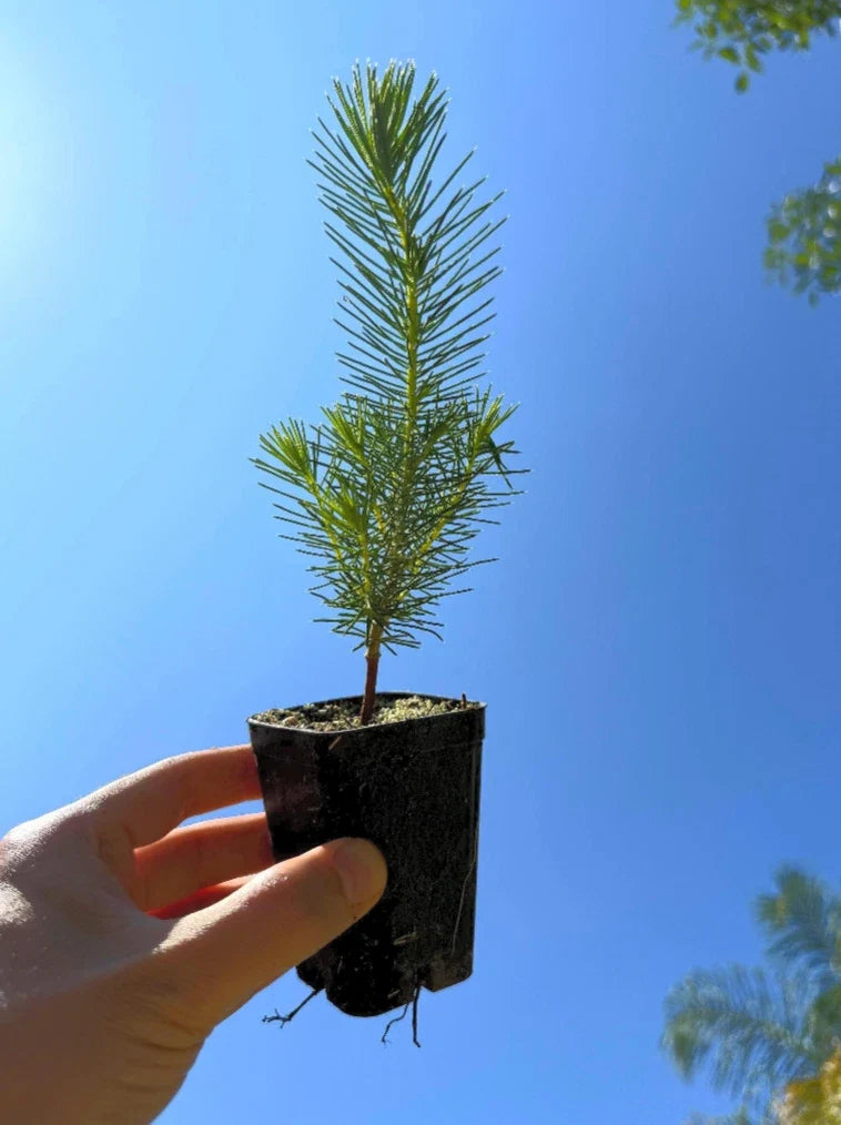Stone Pine Tree (Pinus pinea) - Italian Umbrella Pine Seedlings (2) - Evergreen