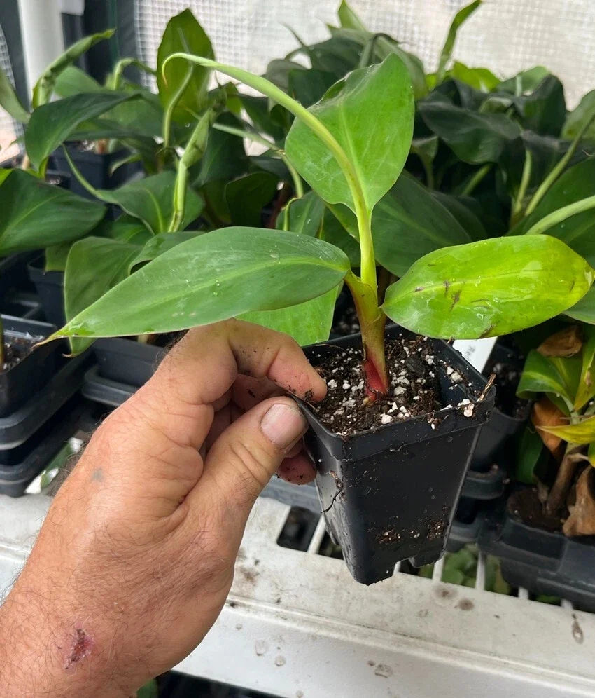 Red Dacca Banana Plant (Musa acuminata) – Live Tropical Banana Plant for Indoor or Outdoor Growing