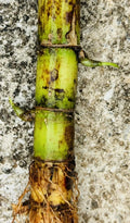 5 Fresh Green Sugarcane Cuttings – Ready-to-Plant Organic Cane Starts (Sugarcane)