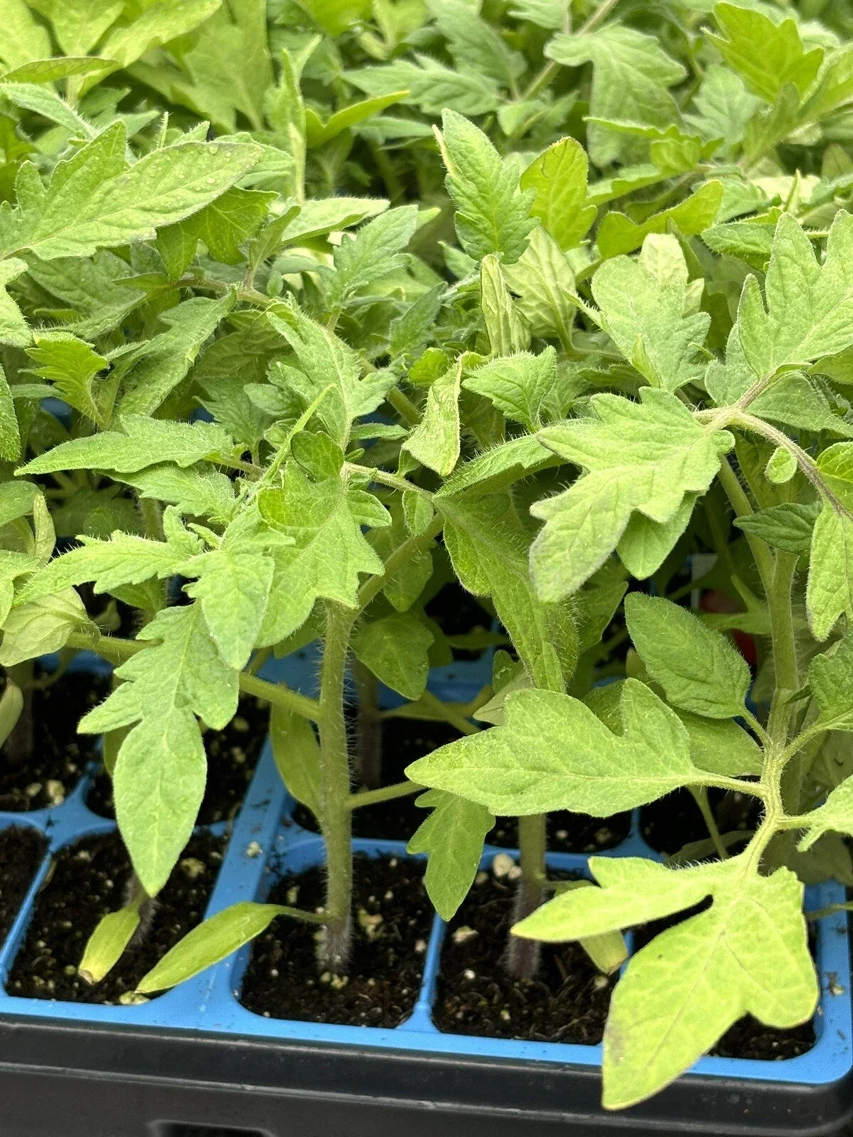 Celebrity Tomato Live Plants (2) – 6–10" | Disease-Resistant Slicer Garden Tomatoes