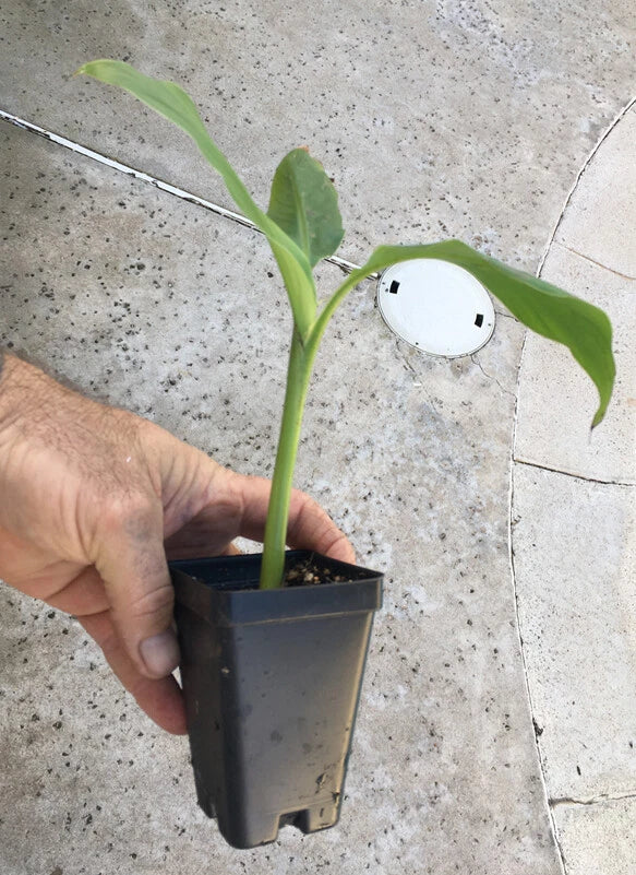 Musa basjoo Banana – Bare Root Starter Plant | Cold Hardy Ornamental Banana