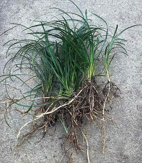 15 Mondo Grass Bare Root Plants – Evergreen Ground Cover for Borders & Landscaping