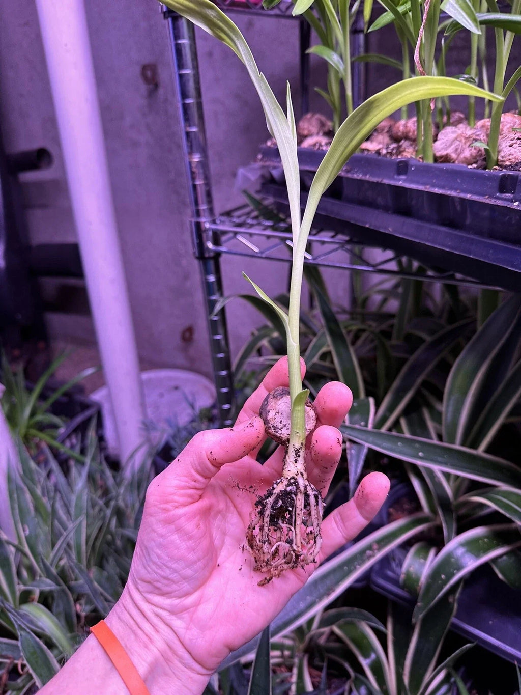 Crinum Lily (Crinum asiaticum) Rooted Starter Plant - Giant White Spider Lily
